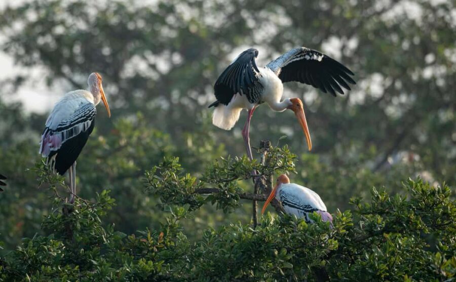 From Delhi: 5 Day Golden Triangle, Safari, & Bird Sanctuary - What the Reviews Tell Us
