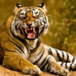 From Delhi: 5-Days Golden Triangle Tour with Tiger Safari - Exploring the Highlights of the Itinerary