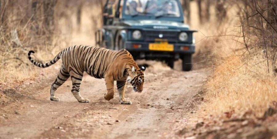 From Delhi : 6 Days Delhi, Jaipur, Agra & Ranthambore By Car - FAQs
