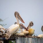 From Delhi: Bharatpur Bird Sanctuary Day Tour - The Experience: What You Can Expect