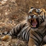 From Delhi: Golden Triangle & Ranthambore Tiger Safari 4 Day - Wildlife & Cultural Highlights