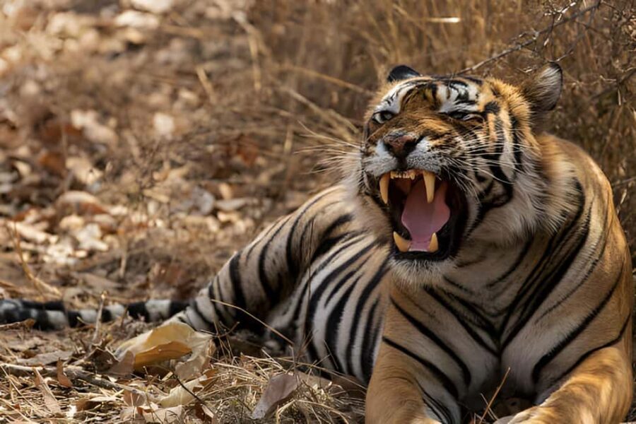 From Delhi: Golden Triangle & Ranthambore Tiger Safari 4 Day - Wildlife & Cultural Highlights