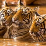 From Delhi: Golden Triangle Tour with Ranthambore 6D/5N - What the Tour Delivers in Terms of Value