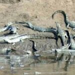 From Delhi: Same Day Taj Mahal tour with Chambal Safari - FAQ