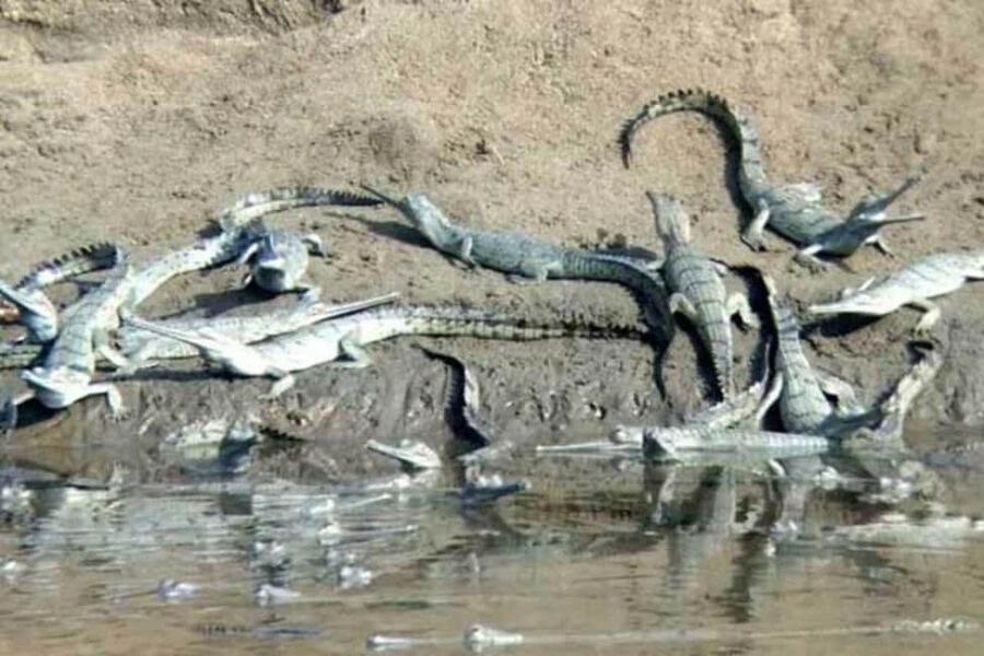 From Delhi: Same Day Taj Mahal tour with Chambal Safari - FAQ