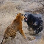 From Delhi: Sariska Wildlife Safari with Private Car - A Close Look at the Itinerary and Experience