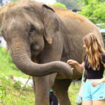 From Delhi: Taj Mahal Sunrise, Agra Fort & Elephant Tour - Who Will Love This Tour?