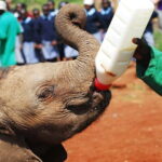 From Delhi: Taj Mahal Sunrise and Elephant Wildlife SOS Tour - The Practicalities