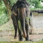 from Delhi Taj Mahal Sunrise Tour W SOS Elephant Conservati - Exploring the Itinerary in Detail