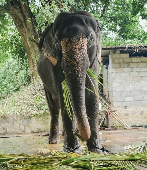 from Delhi Taj Mahal Sunrise Tour W SOS Elephant Conservati - Exploring the Itinerary in Detail