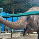 From Delhi: Taj Mahal Sunrise Tour with Elephant Conserver - The Experience: What Travelers Can Expect