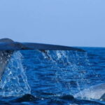 From Galle: All Inclusive Whales & Dolphin Watching Tour - Who Will Love This Tour?
