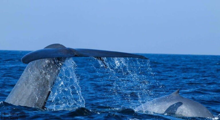 From Galle: All Inclusive Whales & Dolphin Watching Tour - Who Will Love This Tour?