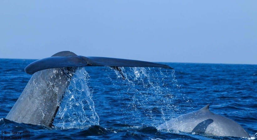 From Galle: All Inclusive Whales & Dolphin Watching Tour - Who Will Love This Tour?