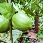 From Goa: Dudhsagar Waterfalls & Plantation Tour - Time at Dudhsagar: Nature, Photos, and Refreshing Water