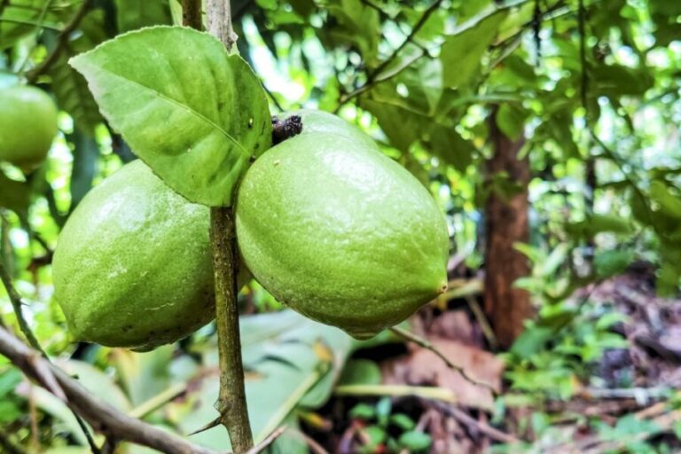 From Goa: Dudhsagar Waterfalls & Plantation Tour - Time at Dudhsagar: Nature, Photos, and Refreshing Water