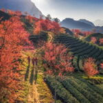 From Hanoi: 2-Day Luxury Sapa Trekking Tour with Homestay - Who Will Love This Tour?