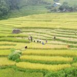 From Hanoi: Discover Sapa 2-Day 1-Night Trekking Adventure - What’s Included and What’s Not