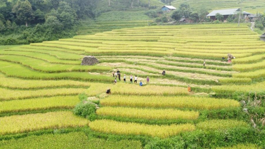 From Hanoi: Discover Sapa 2-Day 1-Night Trekking Adventure - What’s Included and What’s Not