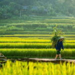 From Hanoi: Full-Day Hiking Tour of Pu Luong (Monday Only) - The Detailed Itinerary: What to Expect