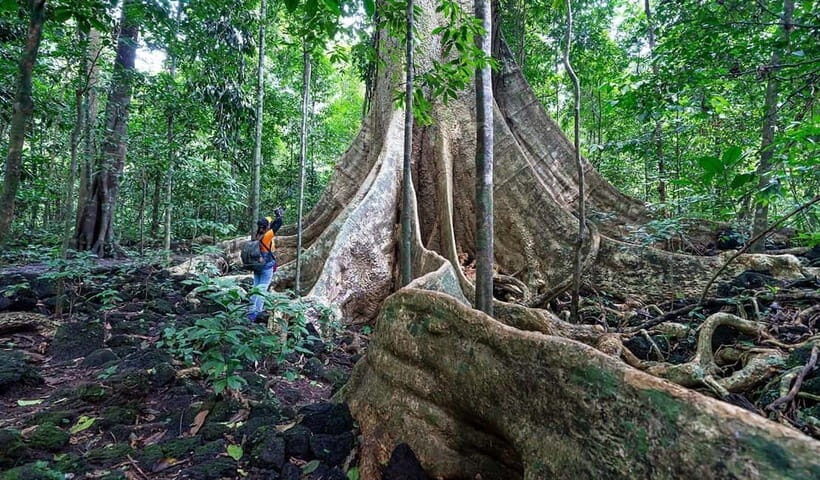 From HCM: Cat Tien Park Jungle Day Trip with Optional 2D1N - The Highlights of the Itinerary