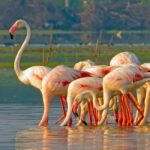 From Hikkaduwa/Mirissa/Galle/Tangalle - Yala Leopard Safari - The Overall Experience