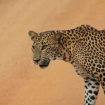 From: Hiriketiya/ Tangalle - YALA Safari Tour - The Pros and Cons