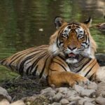 From Jaipur: 1 Night 2 Days Ranthambore Tiger Safari Tour - The Itinerary in Detail