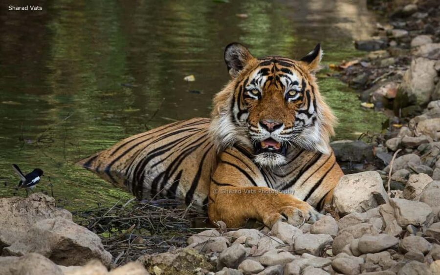 From Jaipur: 1 Night 2 Days Ranthambore Tiger Safari Tour - The Itinerary in Detail