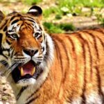From Jaipur: 2-Day Ranthambore Tiger Safari Tours India - What to Expect from the Tour