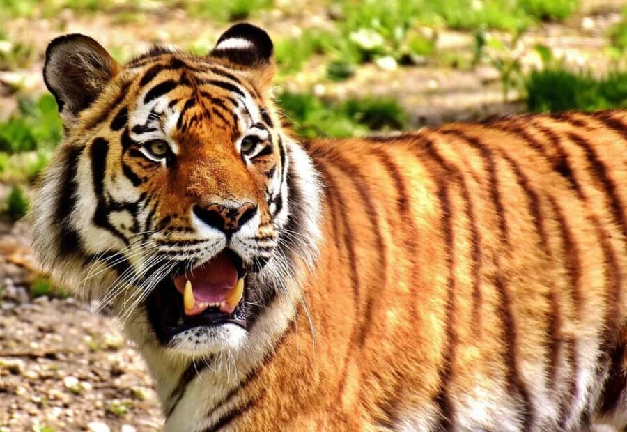 From Jaipur: 2-Day Ranthambore Tiger Safari Tours India - What to Expect from the Tour
