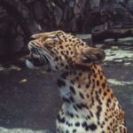 From Jaipur: 2 Days 1 Night Ranthambore Tiger Safari Tour - What to Expect from This Tour