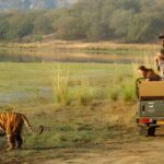 From Jaipur : 2 Days Ranthambore Tiger Safari Tour By Car - What Makes This Tour Worth Considering?