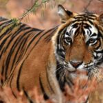 From Jaipur: One Day Trip to Ranthambore Tiger Safari - Who Will Love This Tour?