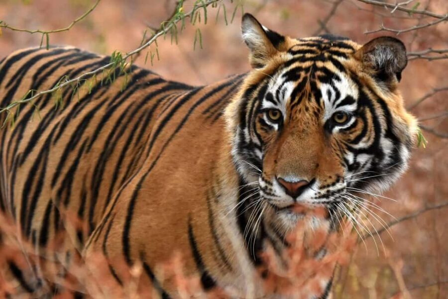 From Jaipur: One Day Trip to Ranthambore Tiger Safari - Who Will Love This Tour?