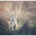 From Jaipur: Ranthambore National Park Day Trip with Safari - Analyzing the Value