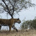 From Jaipur: Ranthambore National Park Safari with Transfers - Practical Tips for Your Safari Day