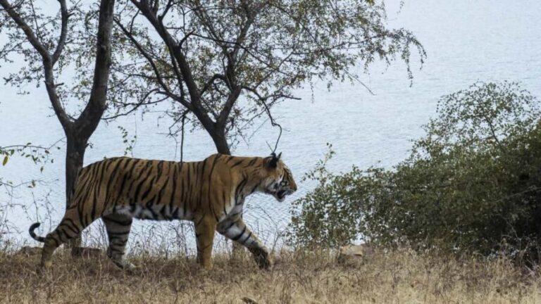 From Jaipur: Ranthambore National Park Safari with Transfers - Practical Tips for Your Safari Day
