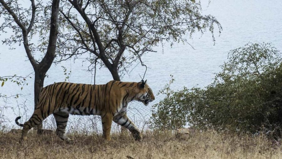 From Jaipur: Ranthambore National Park Safari with Transfers - Practical Tips for Your Safari Day