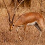 From Jaipur: Ranthambore Tiger National Park Tour (02 Days) - What Makes This Tour Stand Out?