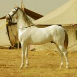 From Jaipur : Same Day Pushkar & Ajmer Guided Day Tour - The Practical Details and Why They Matter