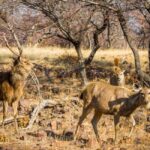 From Jaipur: Same day Ranthambore Tiger Safari Tour - Final Thoughts