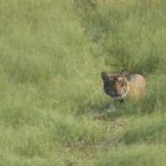 From Jaipur: Sariska National Park Day trip with Safari - A comprehensive look at what this tour delivers