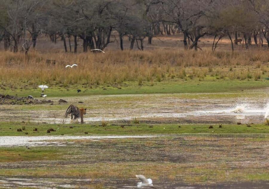 From Jaipur to Ranthambore : 1 Day Trip - The Journey from Jaipur to Ranthambore