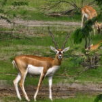 From Jodhpur:Experience the Authentic Bishnoi Village Safari - Final Thoughts on the Experience