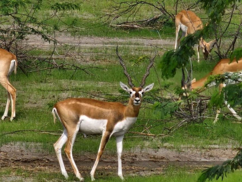 From Jodhpur:Experience the Authentic Bishnoi Village Safari - Final Thoughts on the Experience