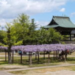 From Kanazawa: Tonami Tulip Festival and UNESCO Gokayama - What To Expect: Practical Details