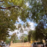 From Kandy: Sigiriya & Dambulla Day Tour with Safari - Practical Tips for a Smooth Experience