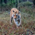 From Khajuraho: Full-Day Sightseeing Tour with Tiger Safari - Discovering Khajuraho’s Temples