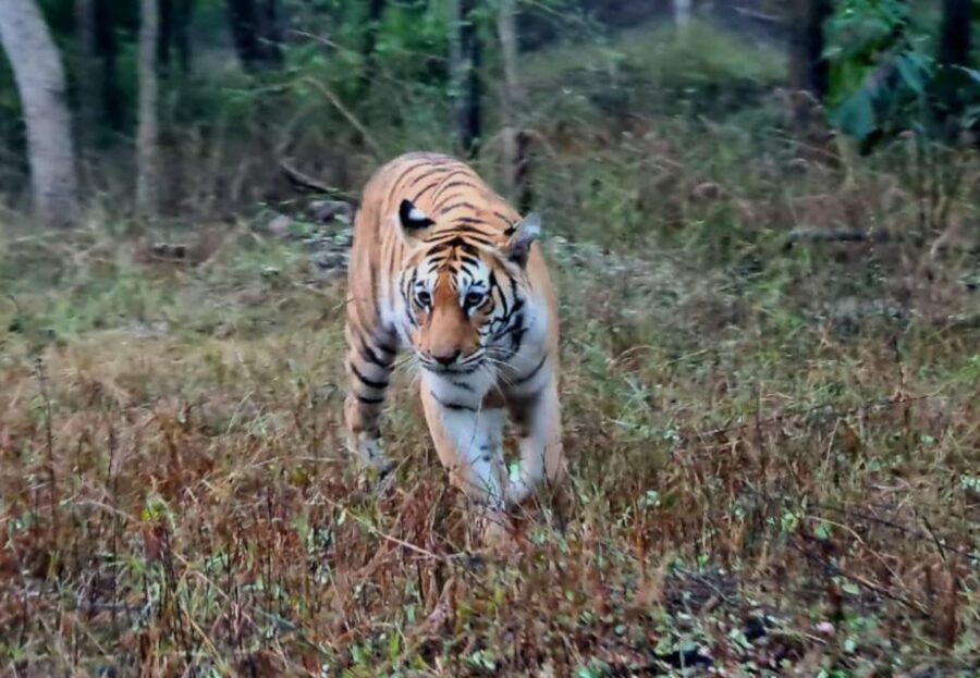 From Khajuraho: Full-Day Sightseeing Tour with Tiger Safari - Discovering Khajuraho’s Temples